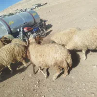 گوسفند شک|حیوانات مزرعه|حمیل, |دیوار