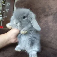 خرگوش های لوپی خانگی مسترمینی لوپ|موش و خرگوش|تهران, مرزداران|دیوار