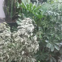 حراج انواع گل فروشی ارش|گل مصنوعی|لردگان, |دیوار