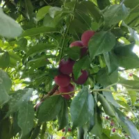 باغ-شهری-روستای-حاجی-اباد