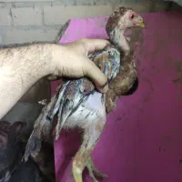 جوجه لاری اصیل ترک