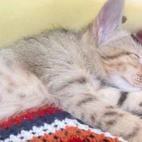 بچه گربه|گربه|مریوان, |دیوار