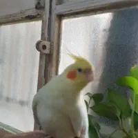 عروس هلندی نر