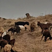 واگذاری سرابی|سگ|سنندج, |دیوار