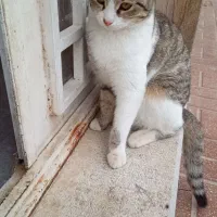 واگذاری رایگان گربه به علت نبود جای نگهداری