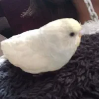 دو عدد مرغ عشق جفت و دستی