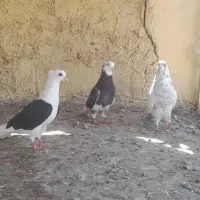 کبوتر تکپر اس