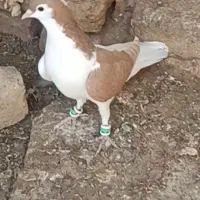 کفترچپ زرد