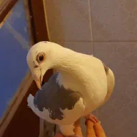 کبوتر گمشده