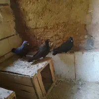 کبوتر قیل زاغ|پرنده|شهرضا, |دیوار