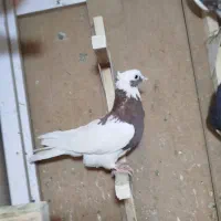 طوق سرخ بزن معاوضه