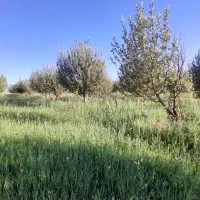 باغ|فروش دفتر صنعتی، کشاورزی، تجاری|سیلوانه, |دیوار