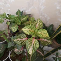 انواع گل های شاداب و سالم و سرحال با قیمتی مناسب