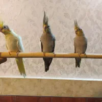 عروس هلندی|پرنده|کرج, حسن آباد|دیوار