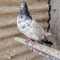 کفتر نر|پرنده|شهر ری, فیروزآباد|دیوار