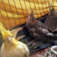 یک جفت عروس هلندی مولد|پرنده|گرمدره, |دیوار