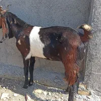 بز شیری. سانن و پلنگی. گوسفندنر|حیوانات مزرعه|آق قلا, |دیوار