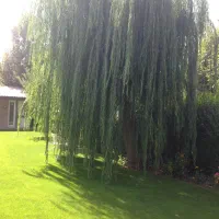 خدمات باغبانی