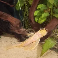 لجنخوار آکواریومی(کت بوته ای)،حلزون کیلر