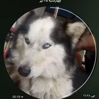 سگ هاسکی
