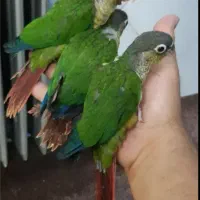جوجه گرینچیک 2 ماهه تازه دونه خور شده