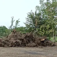 فروش عمده ریشه درخت تنومند قیمت عالی|خدمات باغبانی و درختکاری|ماکلوان, |دیوار