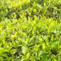چای درجه یک|خوردنی و آشامیدنی|لاهیجان, کوی زمانی|دیوار