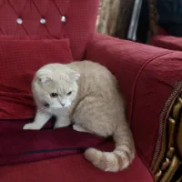 گربه فروشی