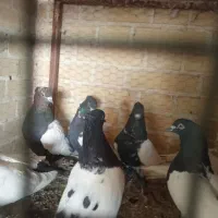 کبوتر طوقی پرشی سینه آیی از کاشان ب شرط پرش رسید|پرنده|اردکان, |دیوار