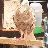 کفتر سرور