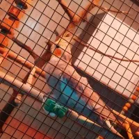 جفت عروس هلندی کارداده ، با کوتوله برزیلی|پرنده|مشهد, انصار|دیوار