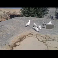 کبوتر|پرنده|دالاهو, |دیوار