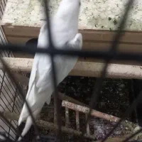 عروس هلندی ماده البینو ۱ساله تک خال آماده جفت|پرنده|تهران, کیانشهر|دیوار