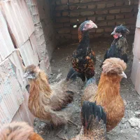 جوجه مرغ وخروس