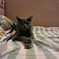 گربه