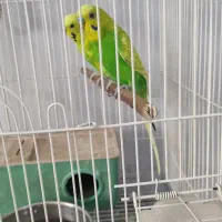 مـرغ عـشـق