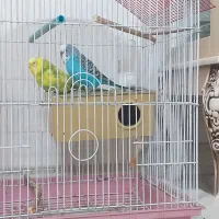 فروش مرغ عشق جفت|پرنده|شاهرود, |دیوار