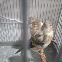 جوجه سهره قناری ابلغ