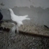 کفتر لوطی 11 عدد