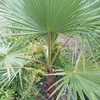 شمشادطلایی ،بابا ادم،پالم