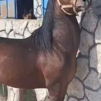 نریون ومادیون کرد