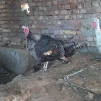 بوقلمون نر و ماده|حیوانات مزرعه|کرباسک, |دیوار