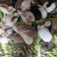 خرگوش ناز کوچولو|موش و خرگوش|سنندج, |دیوار