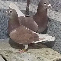 سلام دو جفت مسافتی جفتی 6 ملیون