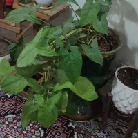 گل طبیعی با گلدان|گل و گیاه طبیعی|شیراز, کرونی(خاتونک)|دیوار