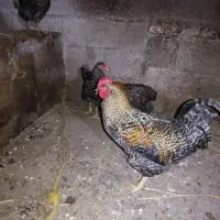 خروس جوان
