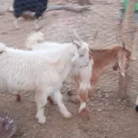 کهره نر و ماده