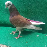 فروش کبوتر شازده