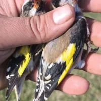 جوجه سهره نیم گل