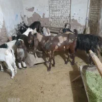 نربزتخمی خارجی اصیل